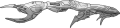 Thumbnail for version as of 18:45, 22 August 2025